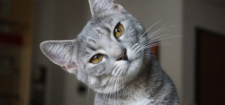 Gingivitis en gatos – Causas y tratamiento